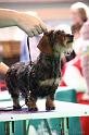 Crufts2011_2 1013